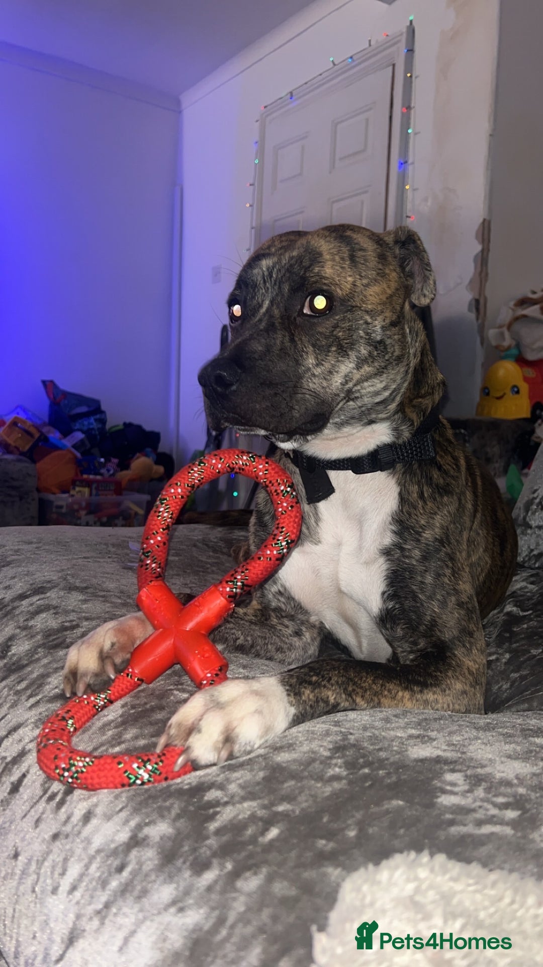 Mixed Breed dogs for sale: Boxer x Staffy  - Advert 2