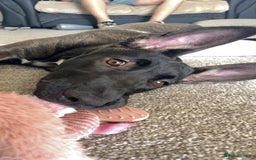 Mixed Breed dogs for sale: Staffy x Akita x ridgeback Girl  - Image 13