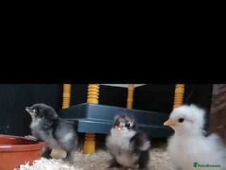 Chickens poultry in Wantage - Advert 15