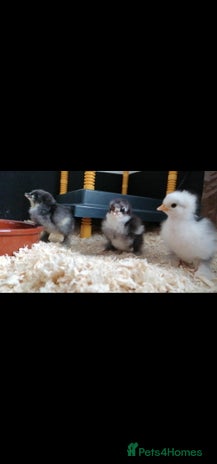 Chickens poultry in Wantage - Advert 7