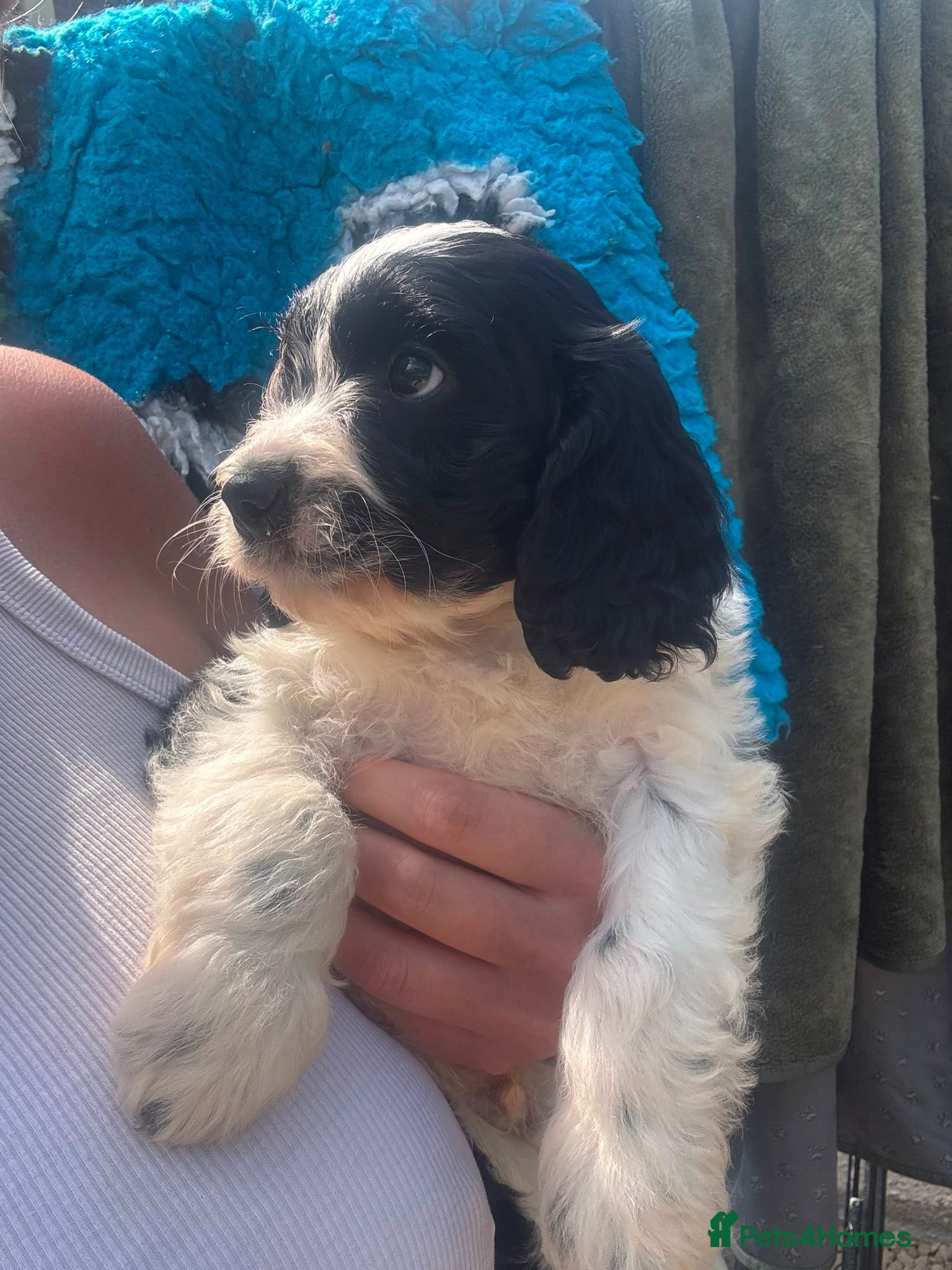 Cavapoo dogs Fully tested Cavapoo’s F1 💙❤️ - Advert 6