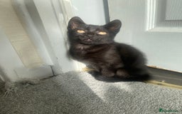 Mixed Breed cats for sale: Gorgeous Cuddly black kitten  - Image 12