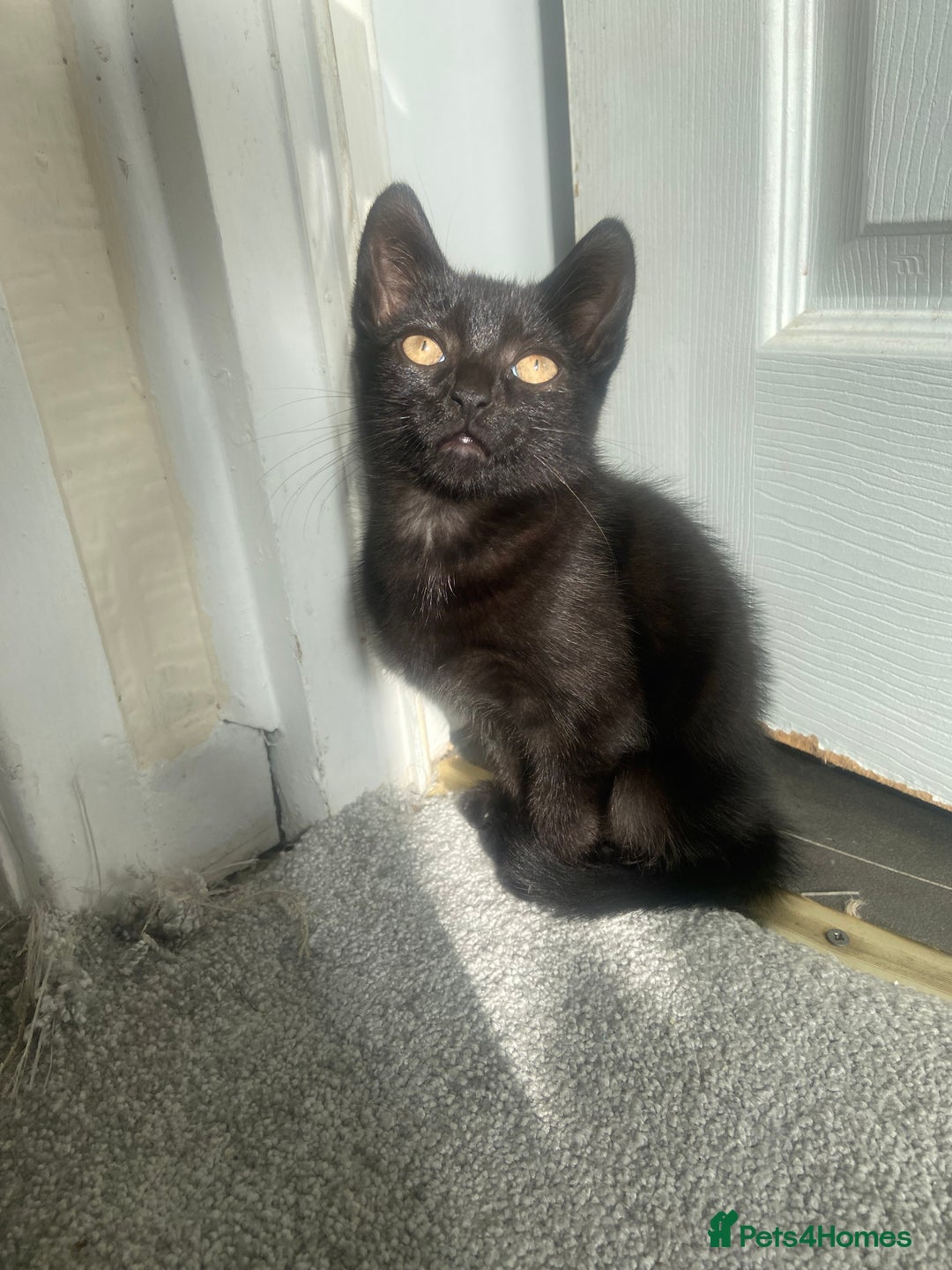 Mixed Breed cats for sale: Gorgeous Cuddly black kitten  - Image 12