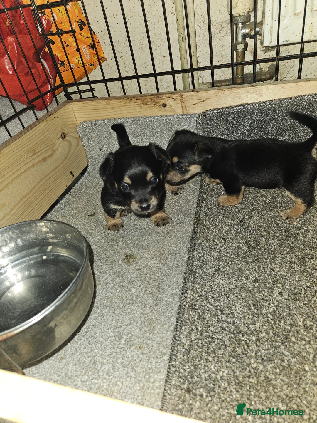Jack Russell dogs for sale: Jack russle puppies  - Advert 21