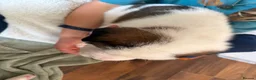Saint Bernard dogs for sale: Exceptional St Bernard Puppies - Advert 35