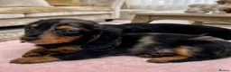 Dachshund dogs for sale: Mini Long hair Dachshund - Advert 1