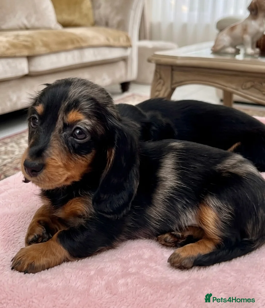 Dachshund dogs for sale: Mini Long hair Dachshund - Advert 1
