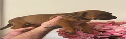 Mixed Breed dogs for sale: Beautiful litter  - Advert 7