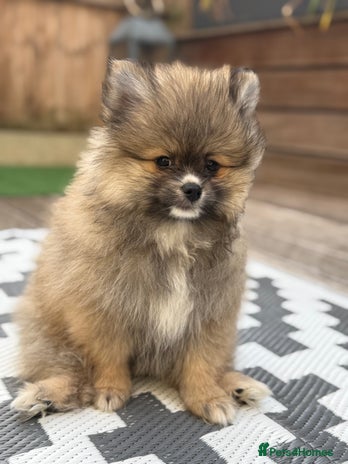 Pomeranian dogs - Advert 12