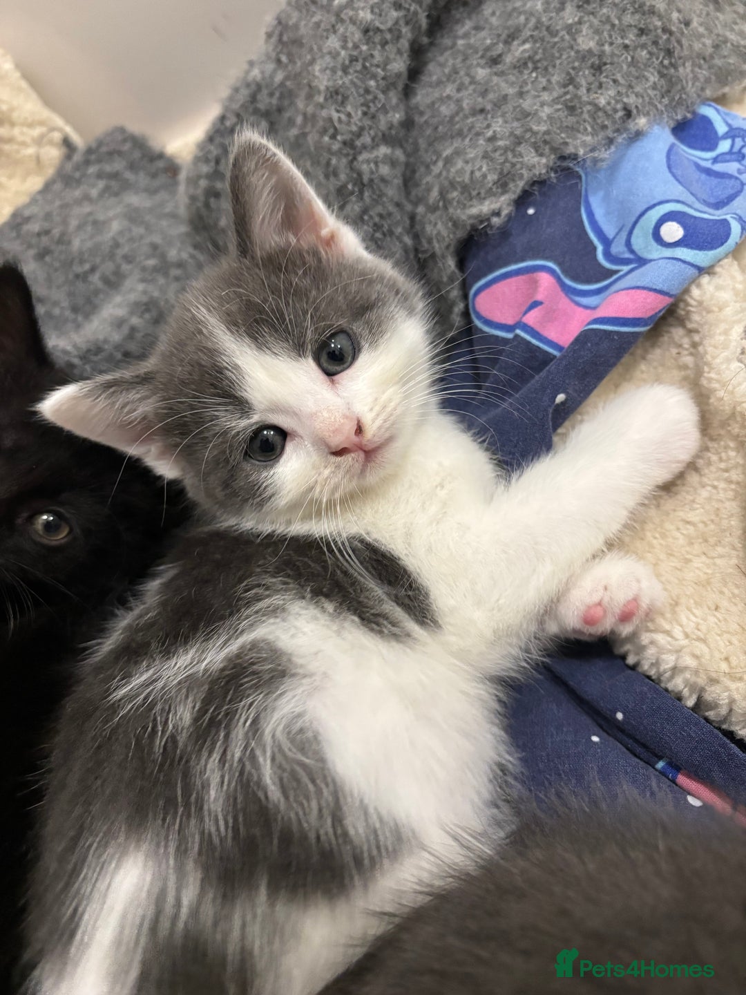 Mixed Breed cats for sale: Kittens for sale - Advert 8