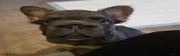 French Bulldog dogs for sale: French bulldog  - Advert 6