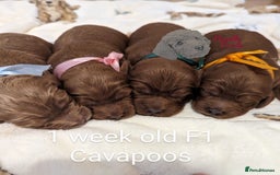 Cavapoo dogs for sale: Waiting List now open - DARK RED PREMIUM QUALITY - Image 5