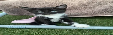 American Shorthair 3