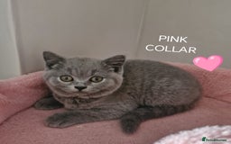 British Shorthair cats for sale: 8 Pedigree British Shorthair Kittens Blue Lilac  - Image 6
