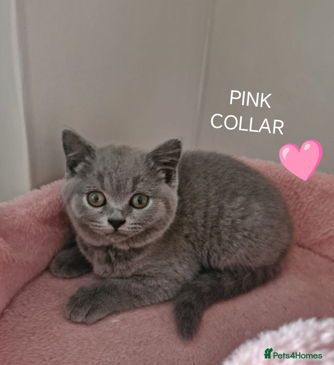 British Shorthair cats for sale: 8 Pedigree British Shorthair Kittens Blue Lilac  - Image 6