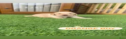 Cockerdor dogs for sale: 6 beautiful cockerdor puppies - Advert 14