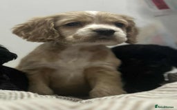 Mixed Breed dogs for sale: American x working cocker spaniel - Advert 5