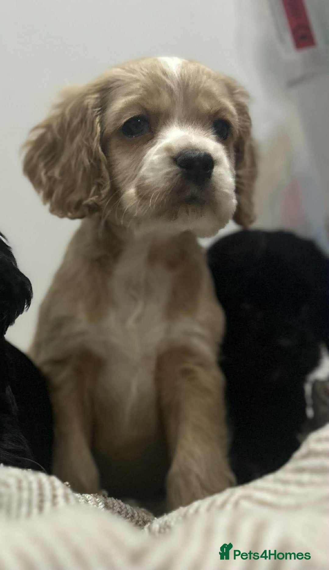 Mixed Breed dogs for sale: American x working cocker spaniel - Advert 5