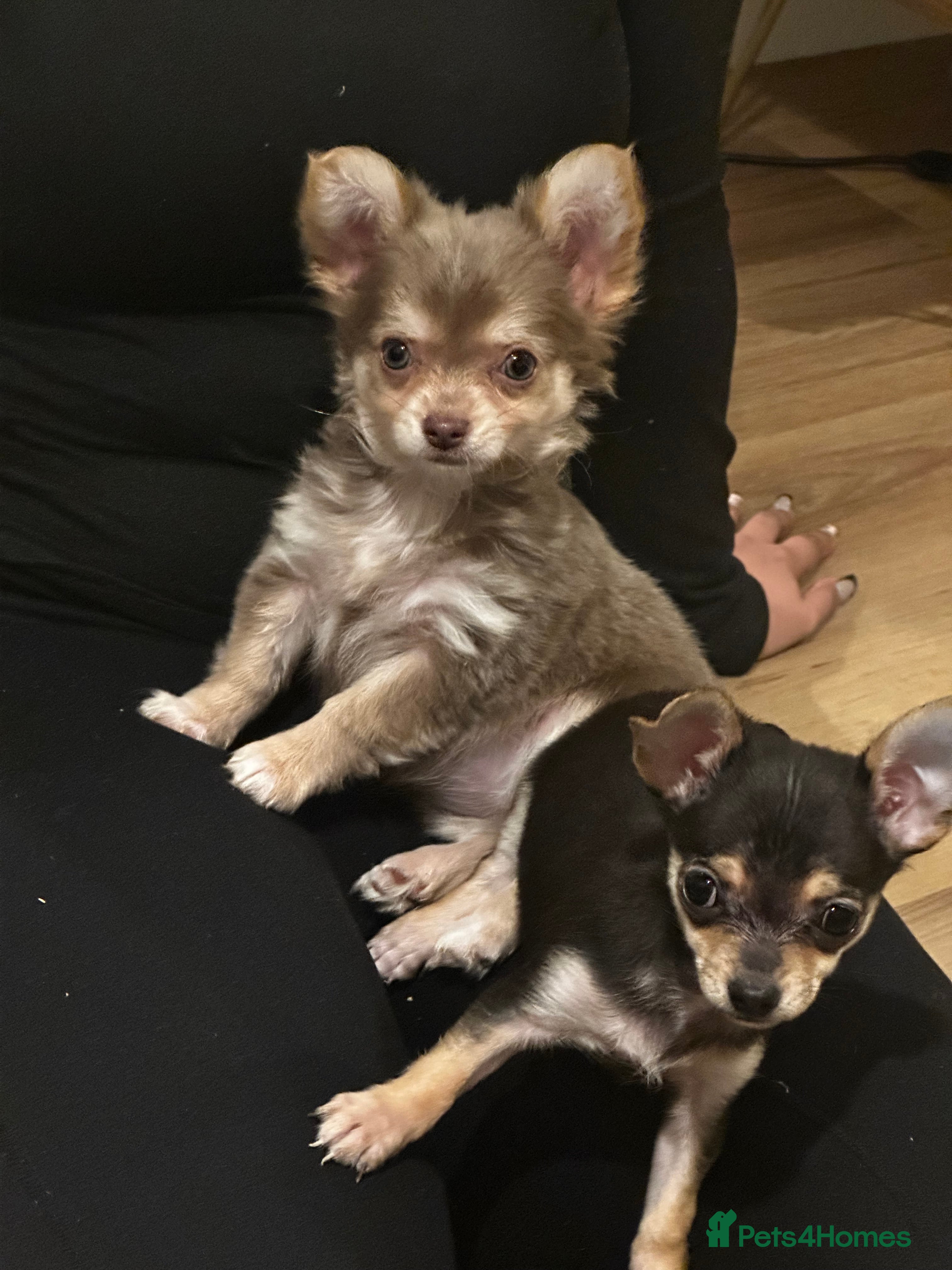 Chihuahua dogs Gorgeous Chihuahua girls - Advert 10