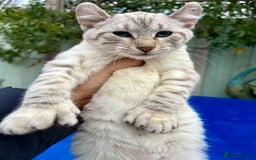 Keetso cats for sale: Rare Keetso female for breeding  - Advert 14