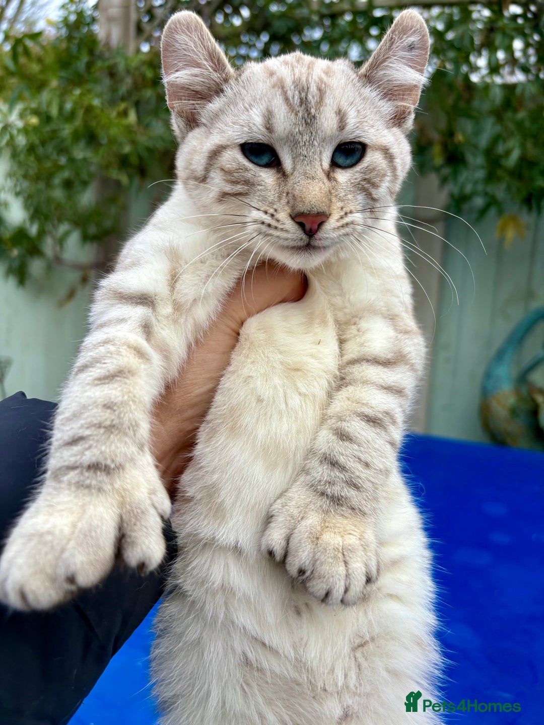Keetso cats for sale: Rare Keetso female for breeding  - Advert 14