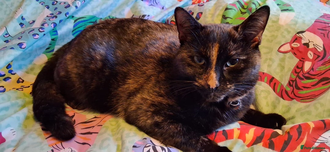 Mixed Breed cats for sale: Daisy - Advert 2