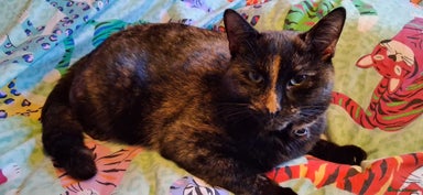 Mixed Breed cats Daisy - Advert 3