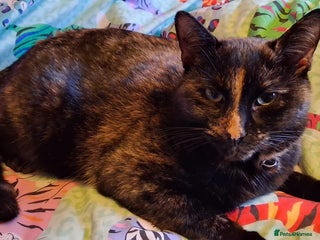 Mixed Breed cats Daisy - Advert 1