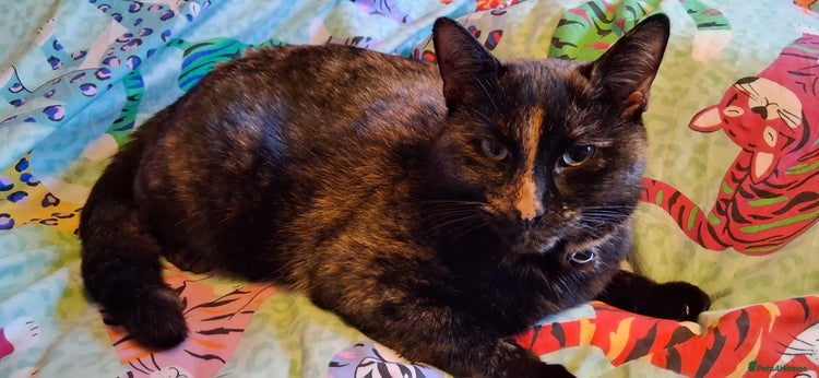 Mixed Breed cats Daisy - Advert 1