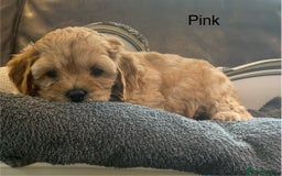 Cavapoo dogs for sale: Outstanding F1 Apricot Cavapoo puppies  - Image 4