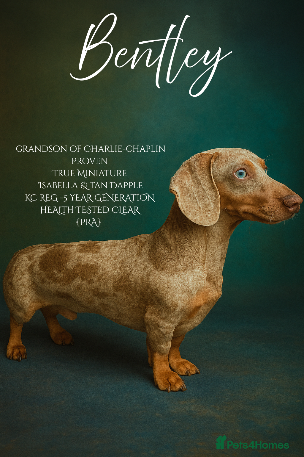 Miniature Dachshund dogs BENTLEY miniature Isabella & tan dapple dachshund  - Advert 2