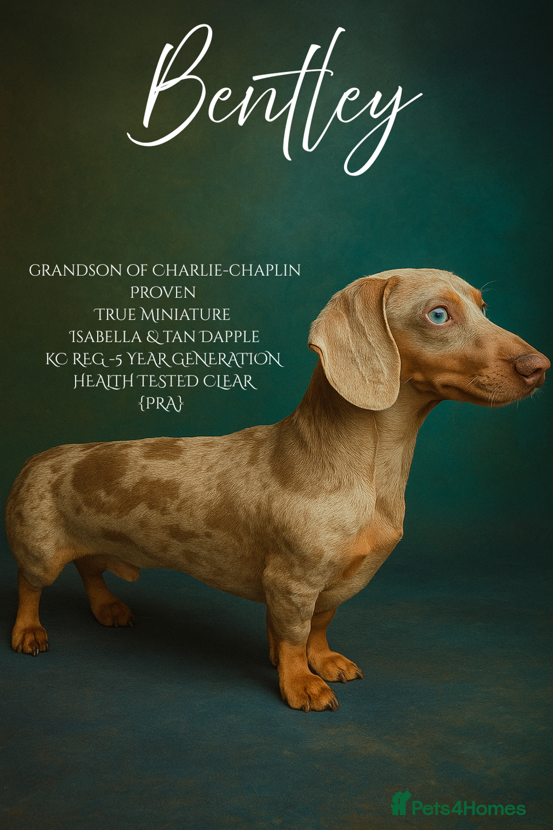 Miniature Dachshund dogs for stud: BENTLEY miniature Isabella & tan dapple dachshund  - Advert 1