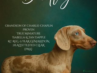 Miniature Dachshund dogs BENTLEY miniature Isabella & tan dapple dachshund - Advert 1