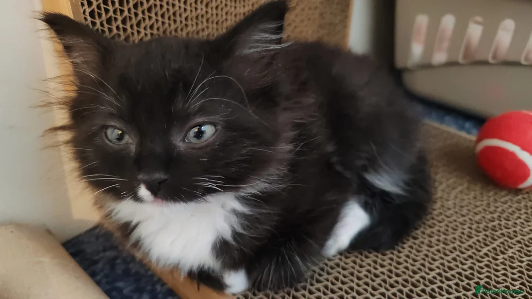 Ragdoll cats for sale: Ragdoll X tabby  - Advert 1