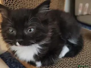 Ragdoll cats Ragdoll X tabby - Advert 9