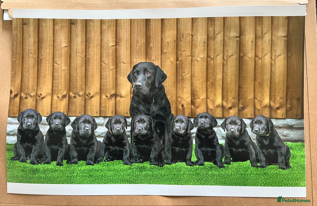 Labrador Retriever dogs for stud: HEALTH TESTED KC CHOCOLATE SHOW LABRADOR FOR STUD in Chesterfield - Advert 12