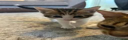Mixed Breed cats for sale: Mixed breed girls kittens - Advert 16