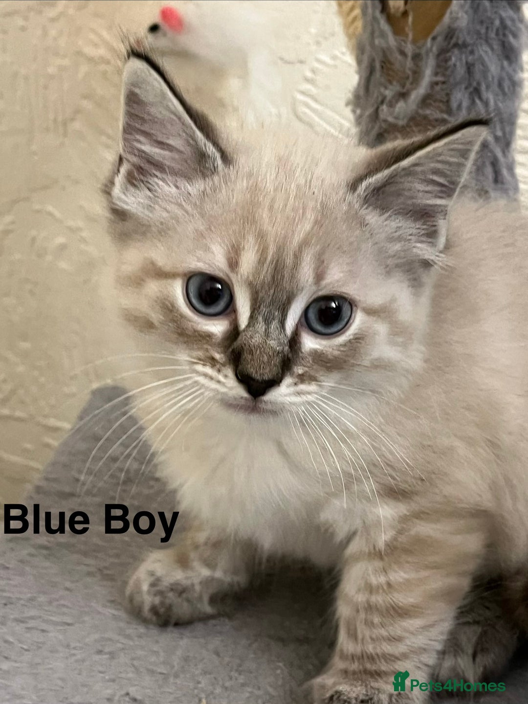 Ragdoll cats for sale: ❤️5 Beautiful Pure Ragdoll Kittens❗️❤️🐈 - Advert 2