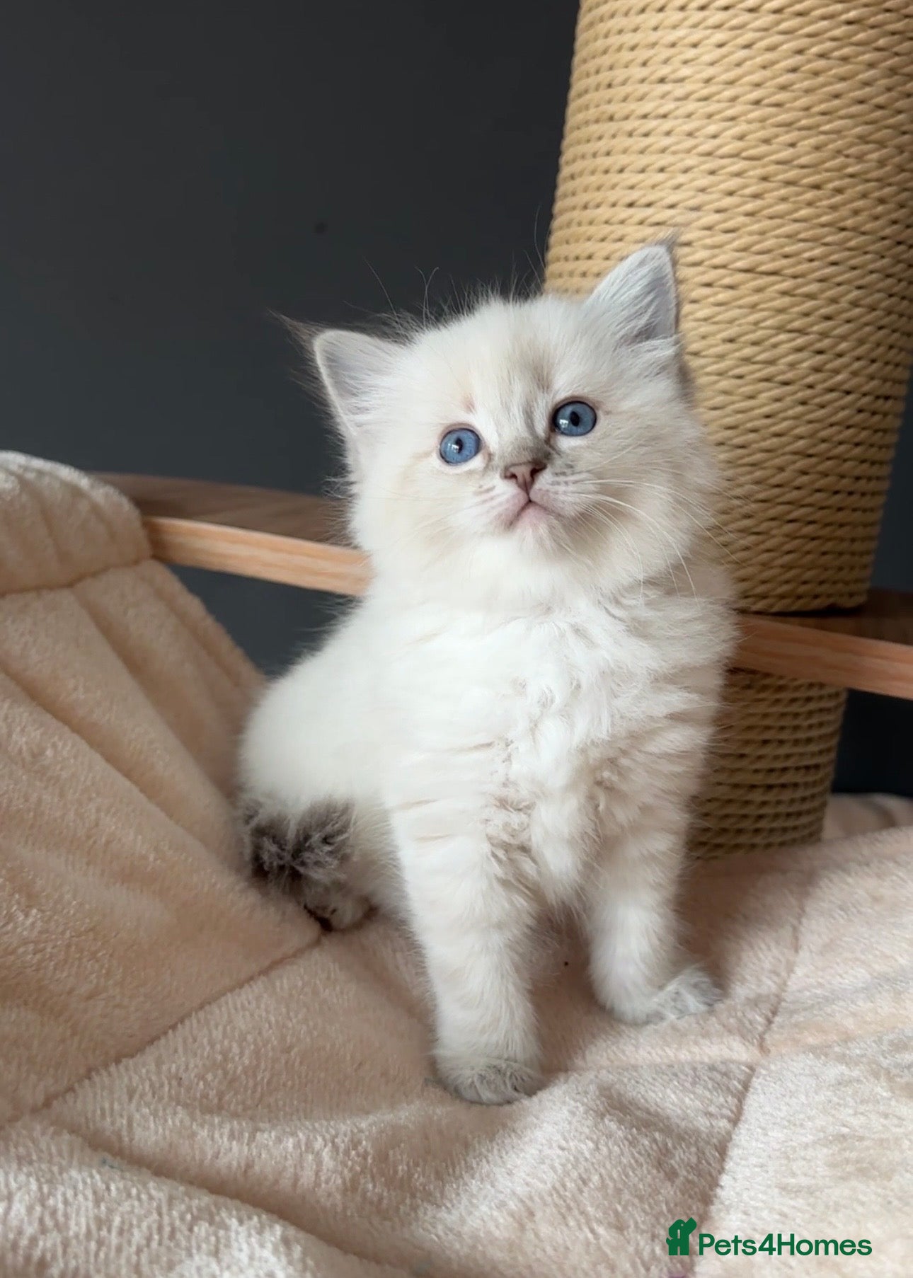 Ragdoll Kitten 3