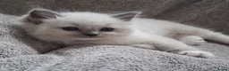 Ragdoll cats for sale: 💙 GCCF Ragdoll Kittens – 4 Girls & 3 Boys 💙 - Advert 21