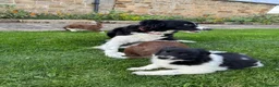 Border Collie dogs for sale: Gorgeous Litter of border collie puppy’s  - Advert 26