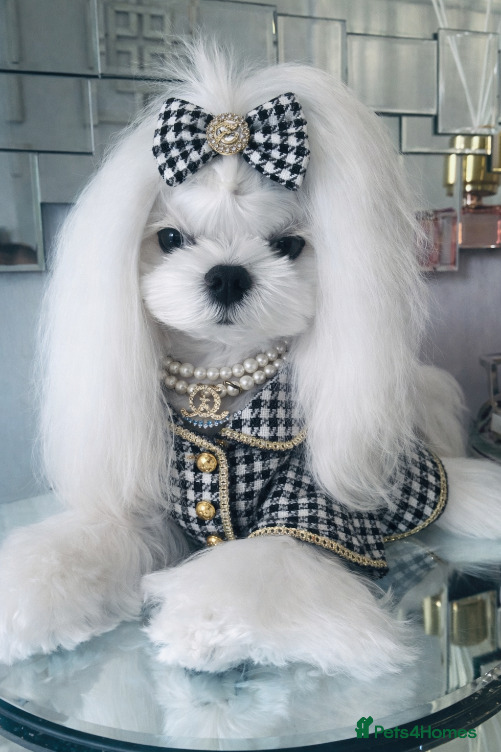 Maltese dogs 🖤DNA health tested Tiny Korean Maltese boy🖤  - Advert 2