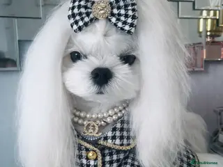 Maltese dogs 🖤DNA health tested Tiny Korean Maltese boy🖤 - Advert 1