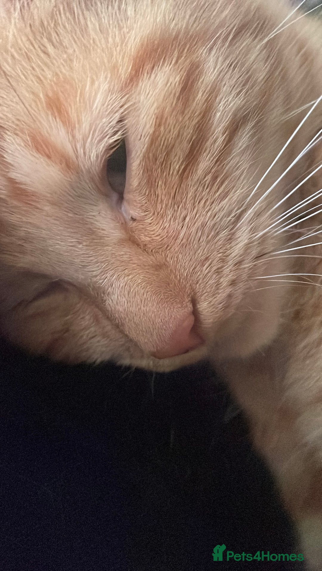 Mixed Breed cats for sale: Kitten/Cat for sale  - Advert 1