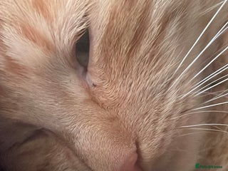 Mixed Breed cats Kitten/Cat for sale - Advert 8