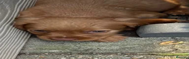 Cocker Spaniel 1