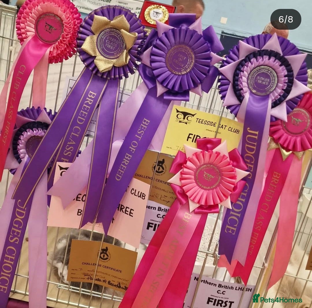 British Longhair cats for sale: Quadruple Grand Champion British Longhair Male - Image 11