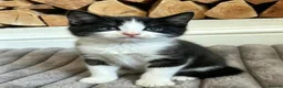 Mixed Breed cats for sale: Male kitten for sale 💕 - Advert 2
