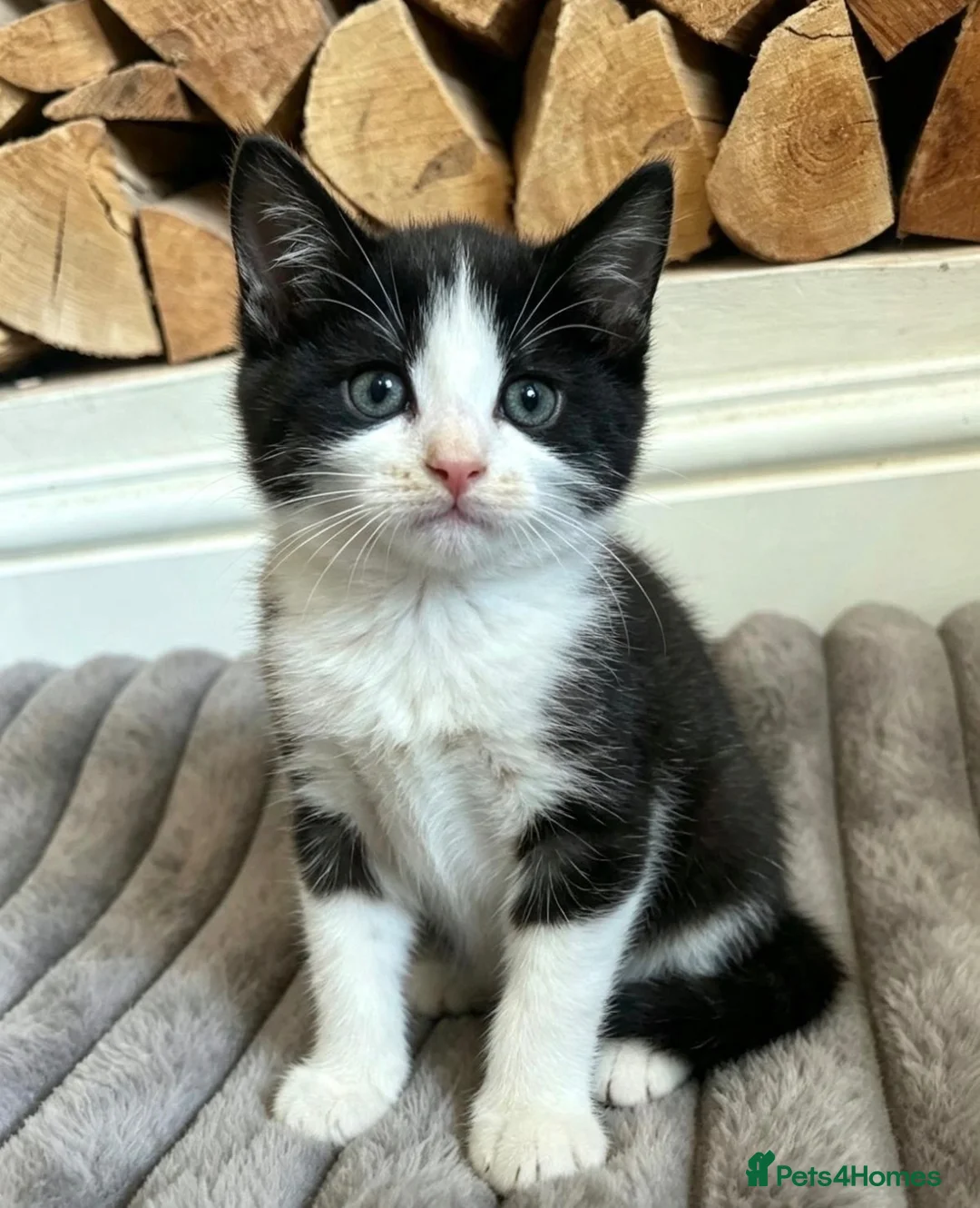 Mixed Breed cats for sale: Male kitten for sale 💕 - Advert 2