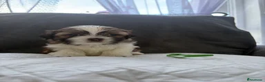 Shih Tzu 1